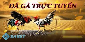 đá gà trực tuyến là gì