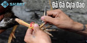 mẹo đá gà cựa dao